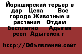 Йоркширский терьер в дар › Цена ­ 1 - Все города Животные и растения » Отдам бесплатно   . Адыгея респ.,Адыгейск г.